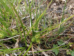 Carex flaviformis