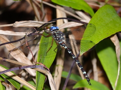 Austroaeschna christine