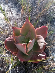 Aloe imalotensis