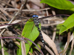 Austroaeschna christine