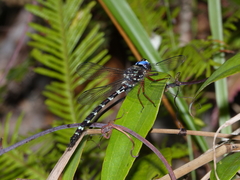 Austroaeschna christine