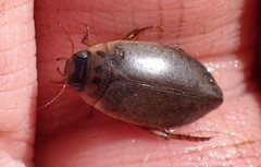 Rhantus binotatus