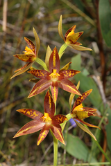 Thelymitra jacksonii