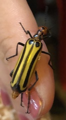 Pyrota vittigera