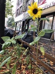 Helianthus