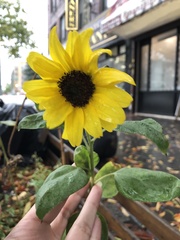 Helianthus