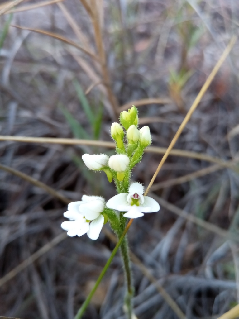 Cynorkis jumelleana