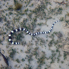 Leiuranus versicolor