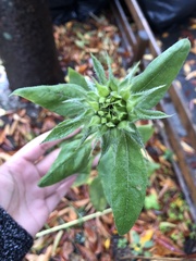 Helianthus