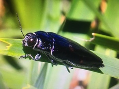 Cyrioides australis