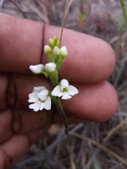 Cynorkis jumelleana image