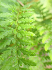 Polystichum proliferum