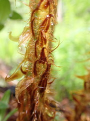 Polystichum proliferum