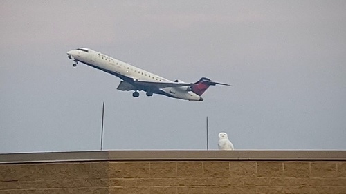 Snowy Owl photographed in Minnesota