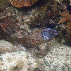 Gymnothorax annasona