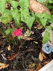 Rosa