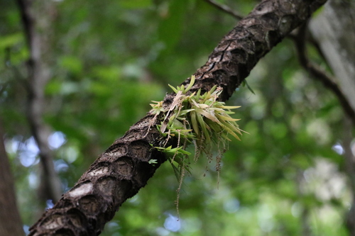 Image of Oberonia complanata by (c) Greg Tasney, some rights reserved (CC BY-SA)