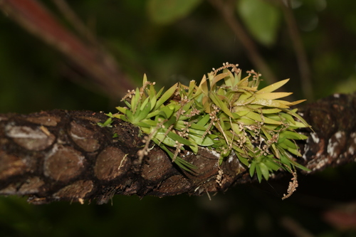 Image of Oberonia complanata by (c) Greg Tasney, some rights reserved (CC BY-SA)