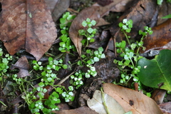 Callitriche muelleri