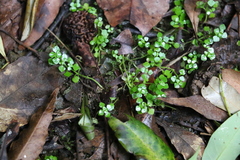 Callitriche muelleri