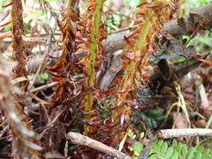 Polystichum proliferum