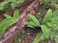 Polystichum proliferum