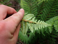 Polystichum proliferum