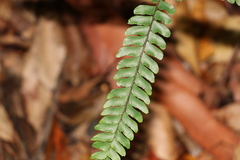 Adiantum silvaticum
