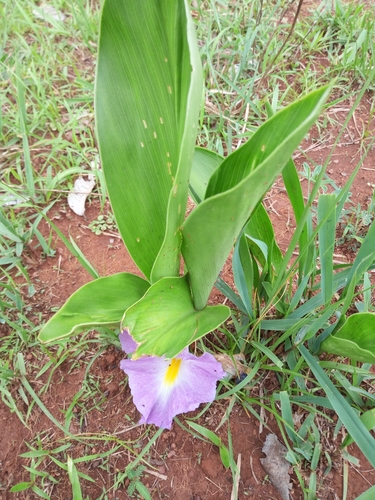 Natal ginger