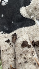 Antrodiaetus pacificus