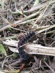 Nymphalis