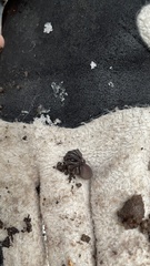 Antrodiaetus pacificus