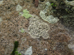 Bagliettoa calciseda