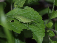 Atractomorpha sinensis