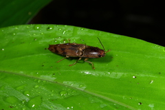 Conoderus fuscofasciatus