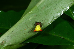 Micrathena flaveola