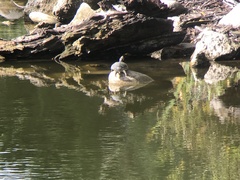 Trachemys scripta elegans