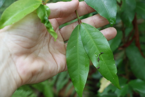 Austrobuxus swainii (Austrobuxus swainii)
