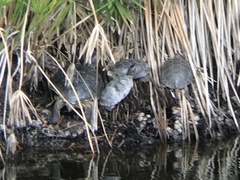 Trachemys scripta elegans