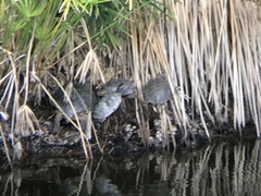 Trachemys scripta elegans