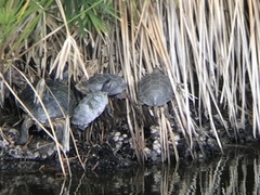 Trachemys scripta elegans
