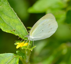 Eurema agave