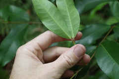 Austrobuxus swainii