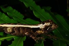 Enyalius iheringii