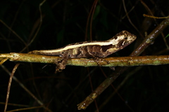 Enyalius iheringii