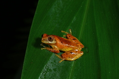 Dendropsophus werneri