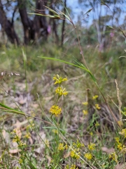 Pimelea curviflora