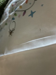 Polybetes pythagoricus