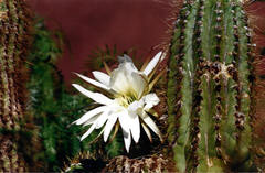 Trichocereus tacaquirensis