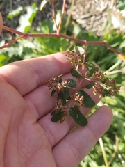 Euphorbia hypericifolia